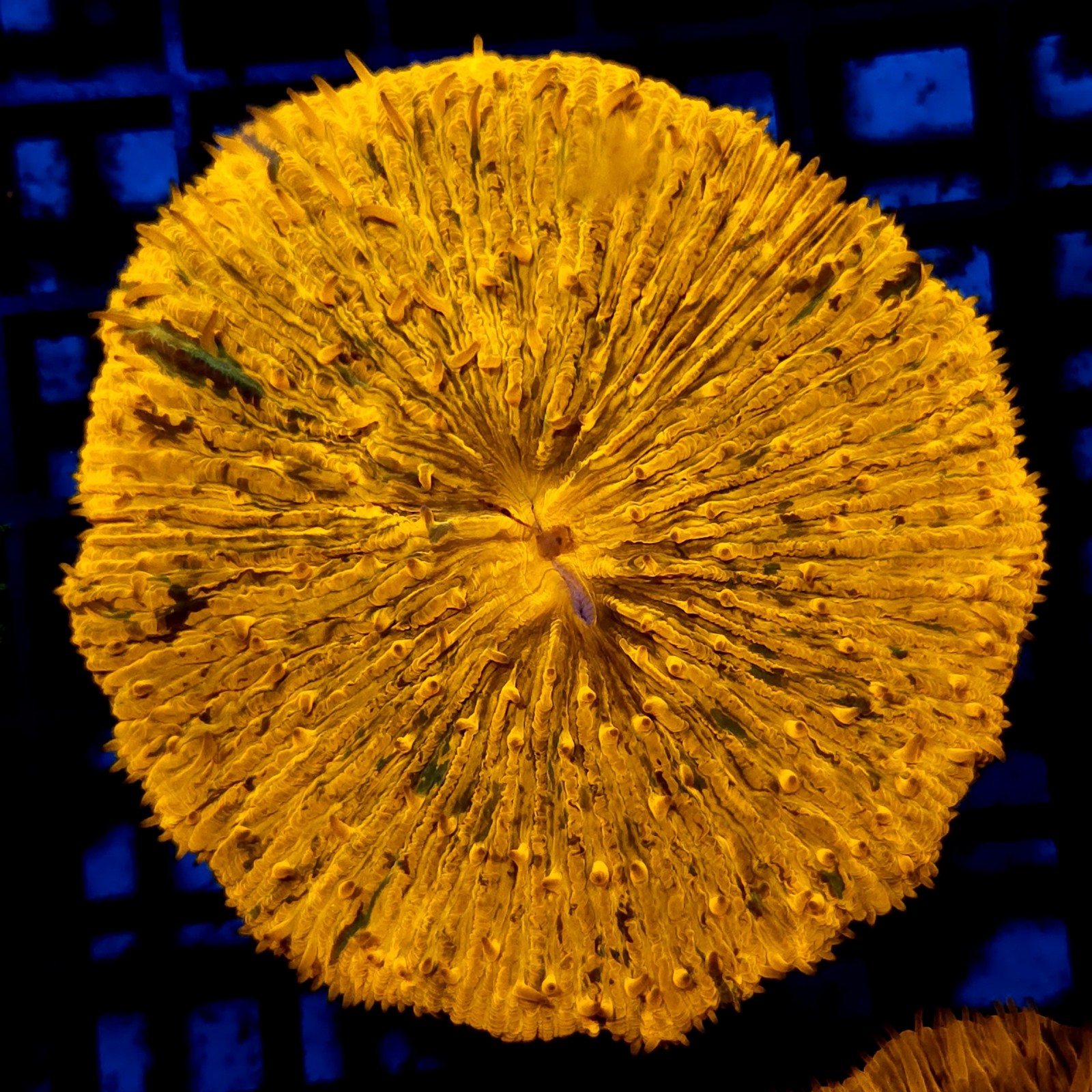 CC187 - Fungia