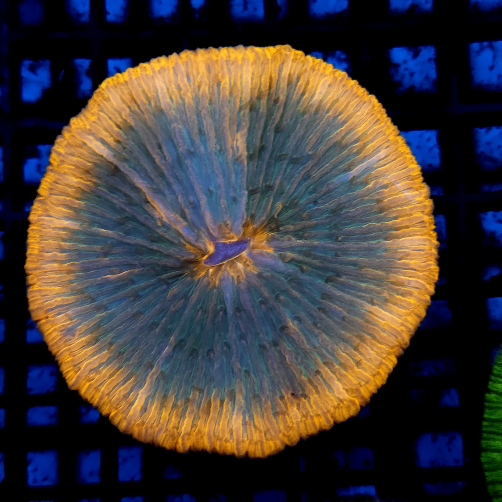 CC188 - Fungia