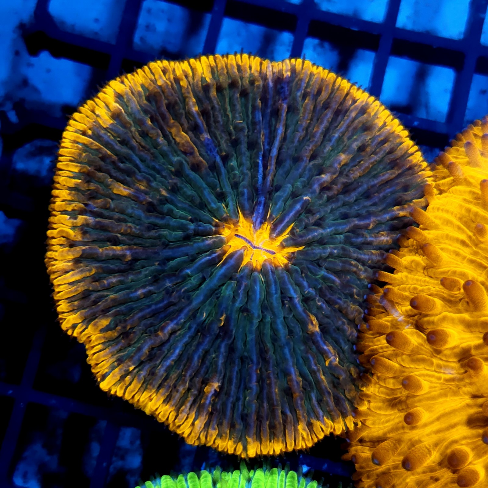 CC823 - Fungia