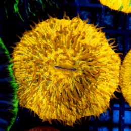 CC825 - Fungia