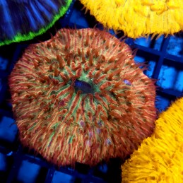 CC826 - Fungia