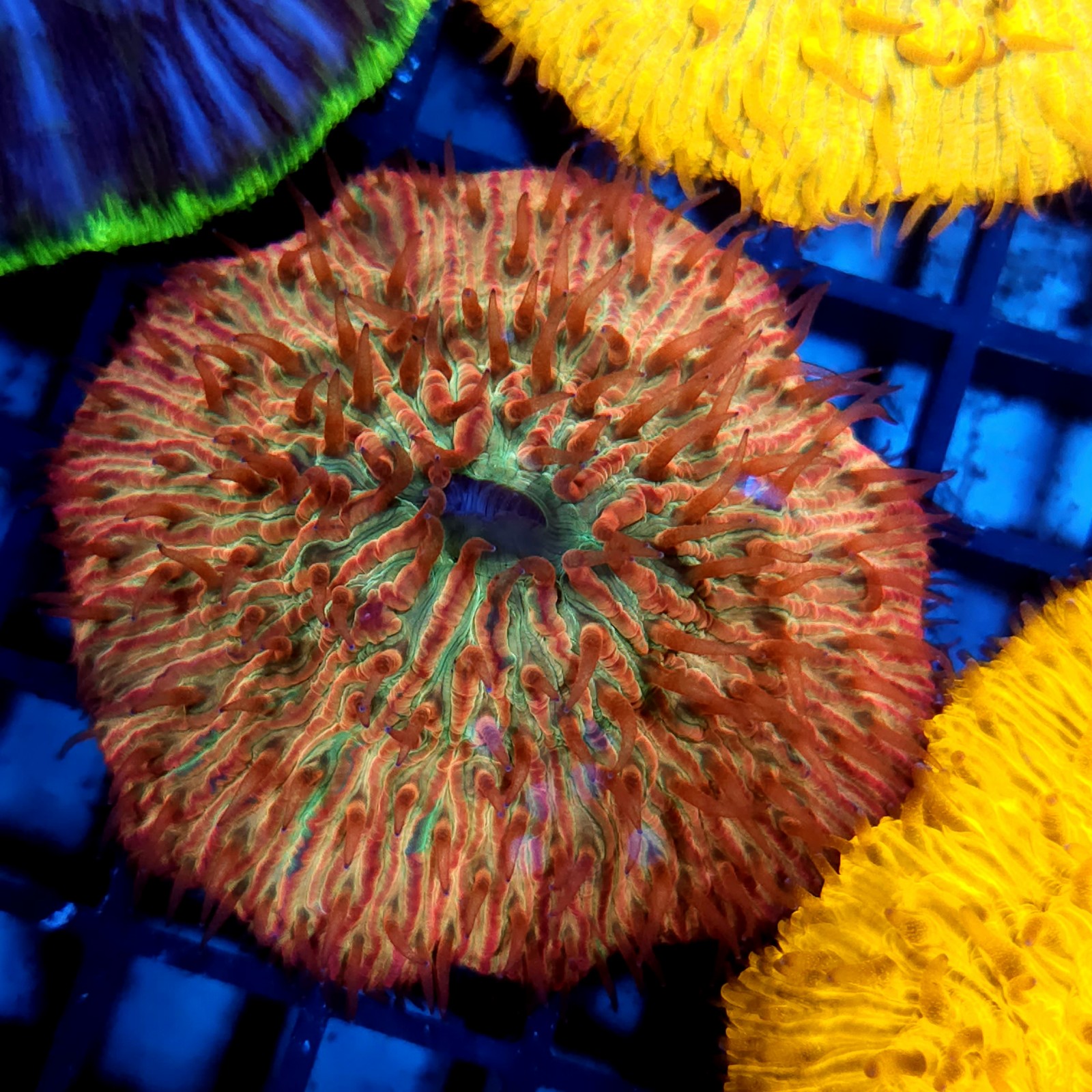 CC826 - Fungia