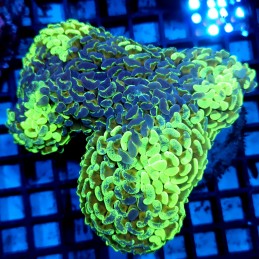 CC31 - Euphyllia paraancora