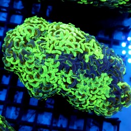 CC32 - Euphyllia paraancora