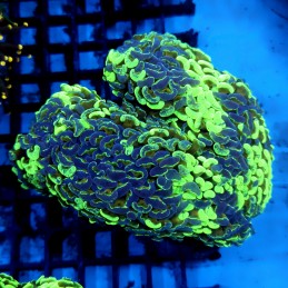 CC33 - Euphyllia paraancora