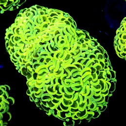 CC207 - Euphyllia paraancora