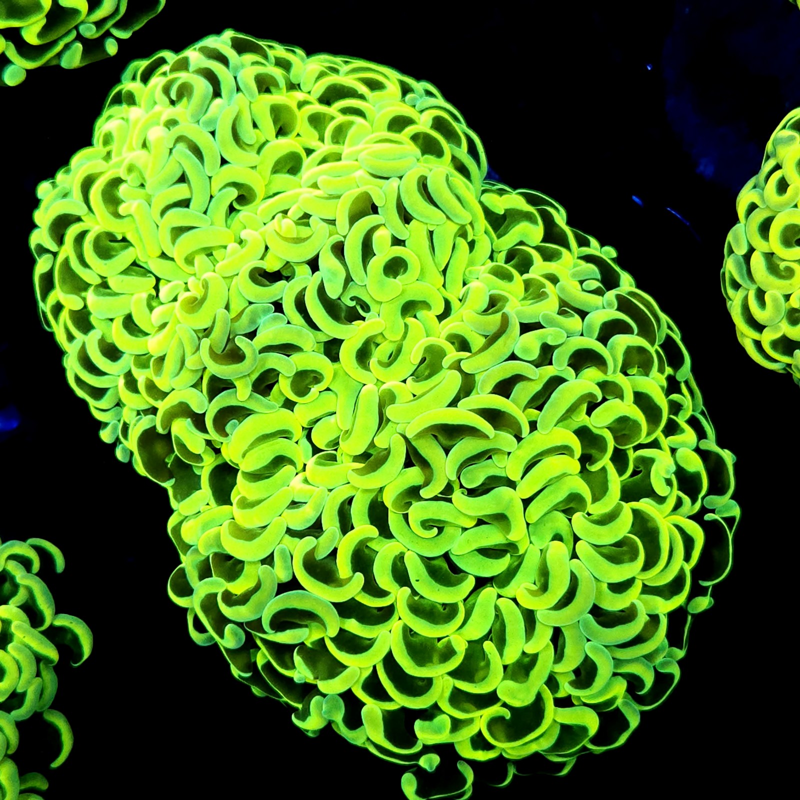 CC207 - Euphyllia paraancora