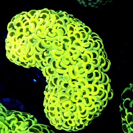 CC208 - Euphyllia paraancora