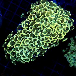 CC209 - Euphyllia paraancora