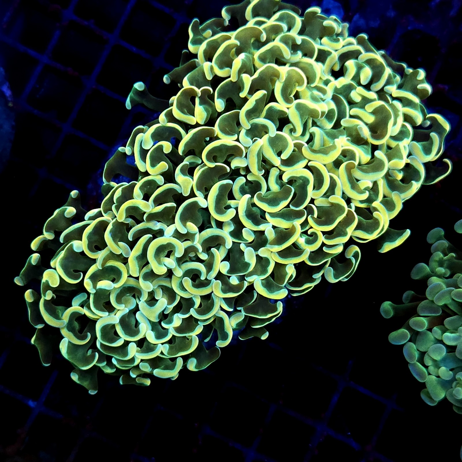CC209 - Euphyllia paraancora