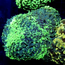 CC210 - Euphyllia paraancora