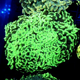 CC211 - Euphyllia paraancora