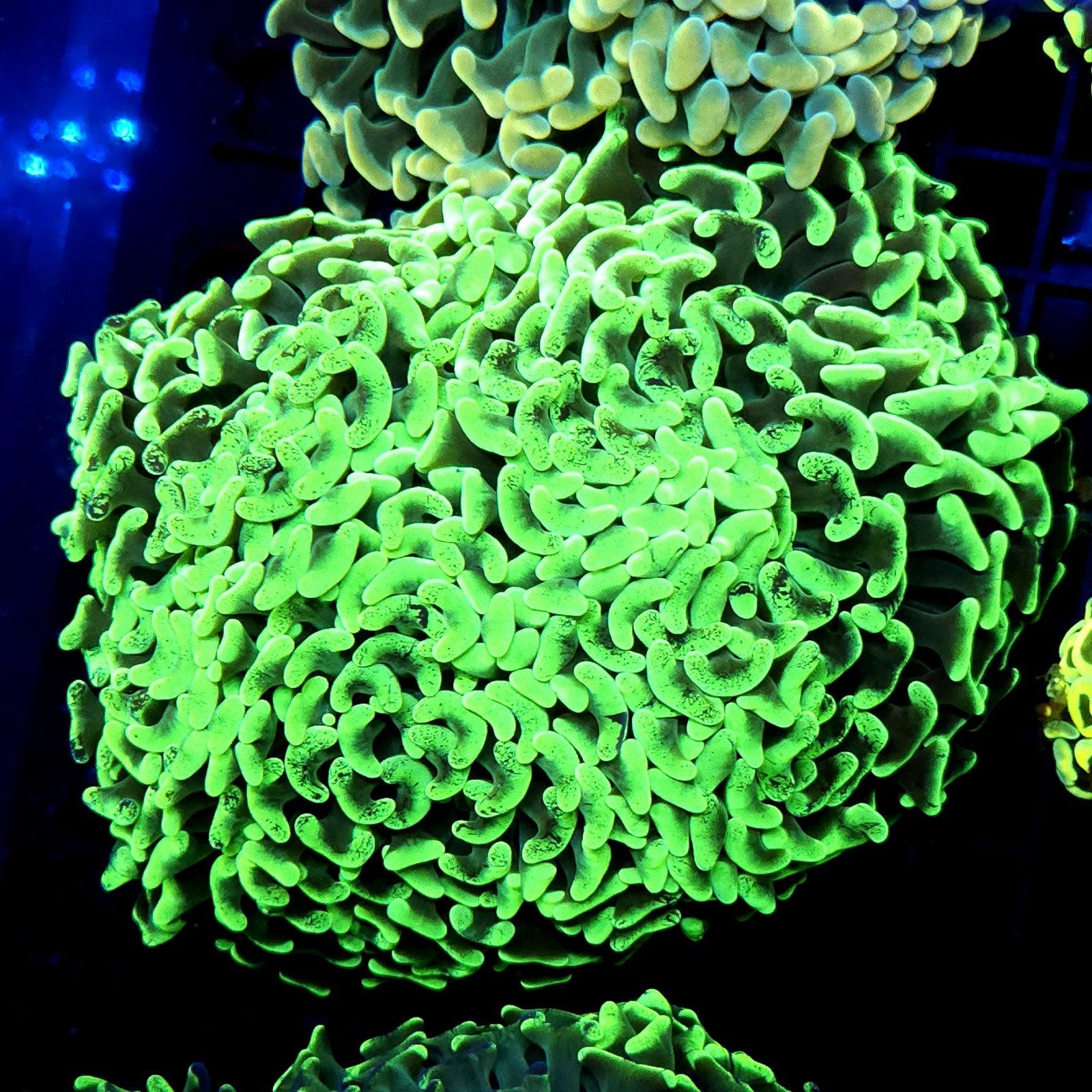 CC211 - Euphyllia paraancora