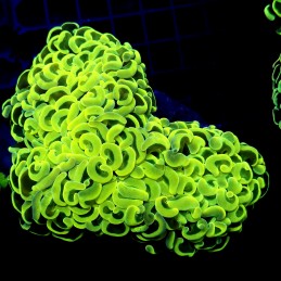CC213 - Euphyllia paraancora
