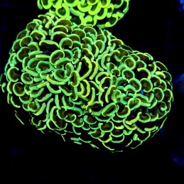 CC214 - Euphyllia paraancora