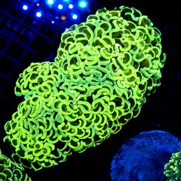 CC215 - Euphyllia paraancora