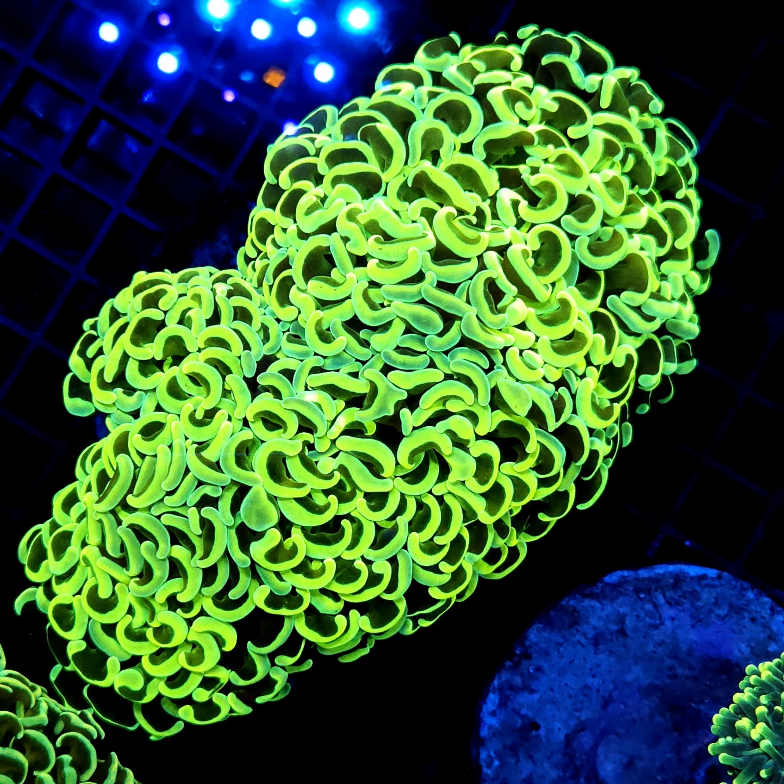 CC215 - Euphyllia paraancora