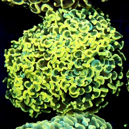 CC216 - Euphyllia paraancora
