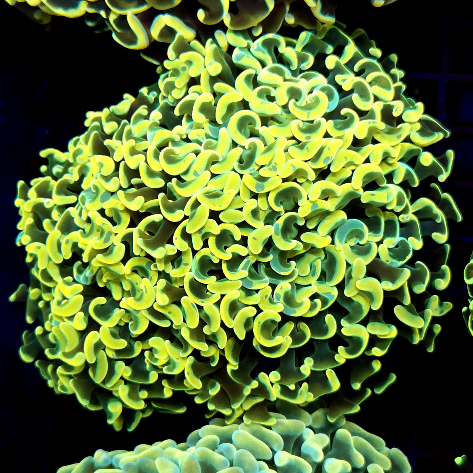 CC216 - Euphyllia paraancora