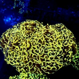 CC217 - Euphyllia paraancora