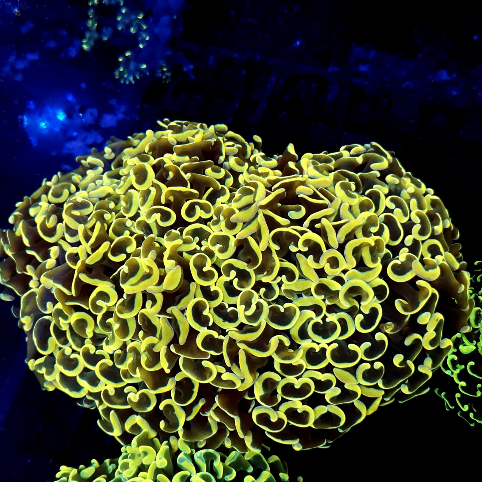 CC217 - Euphyllia paraancora
