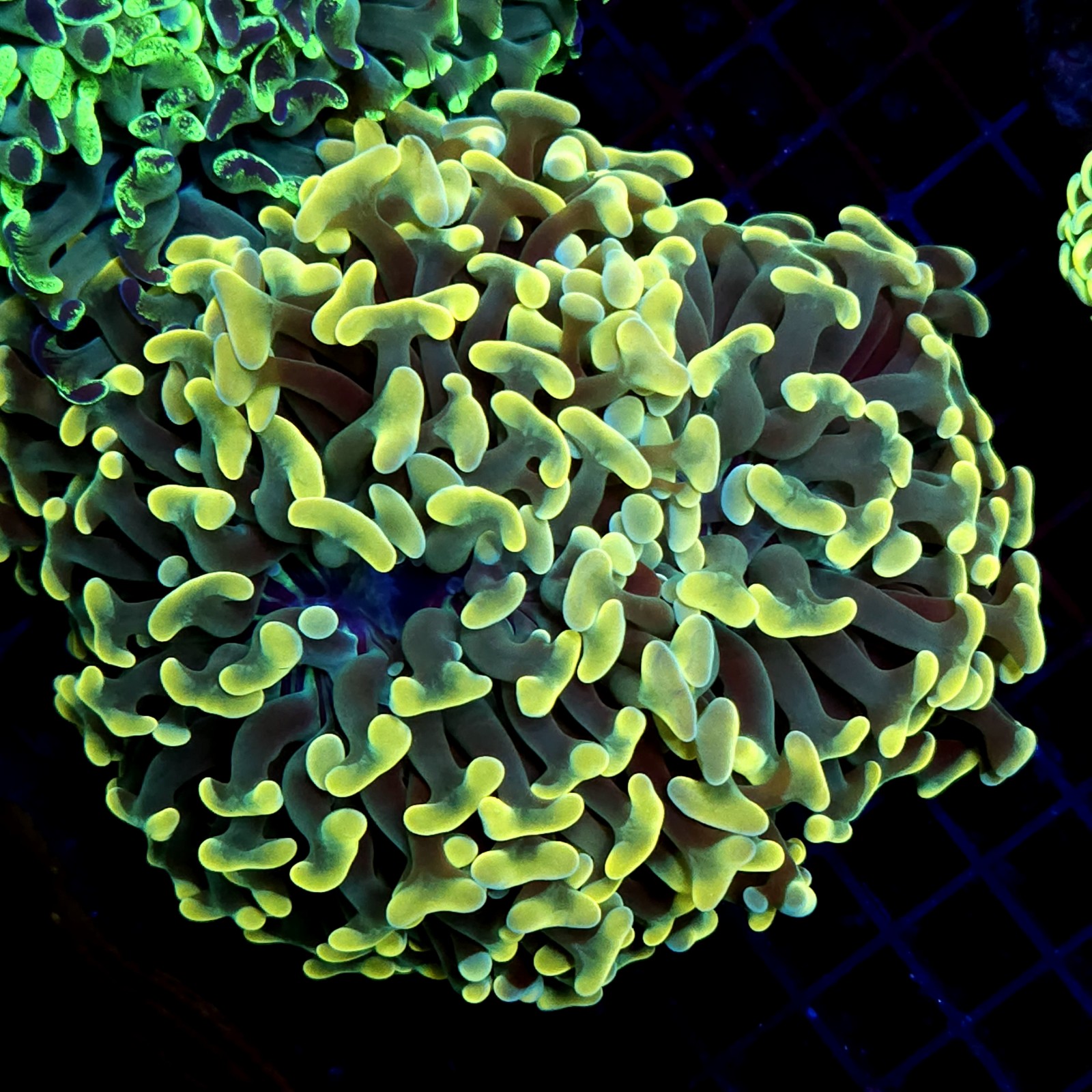 CC219 - Euphyllia paraancora