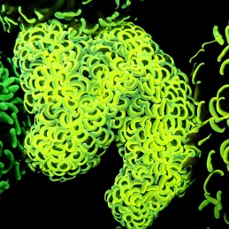 CC220 - Euphyllia paraancora
