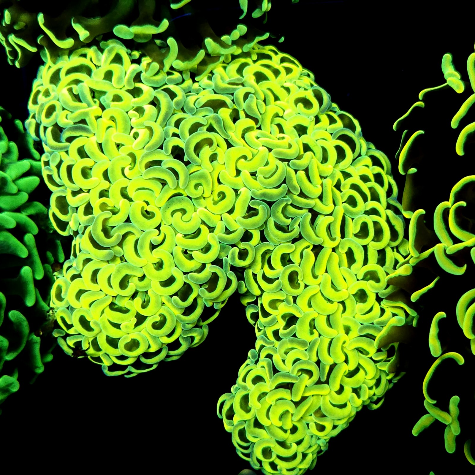 CC220 - Euphyllia paraancora