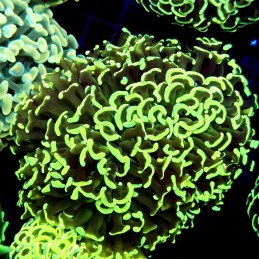 CC221 - Euphyllia paraancora