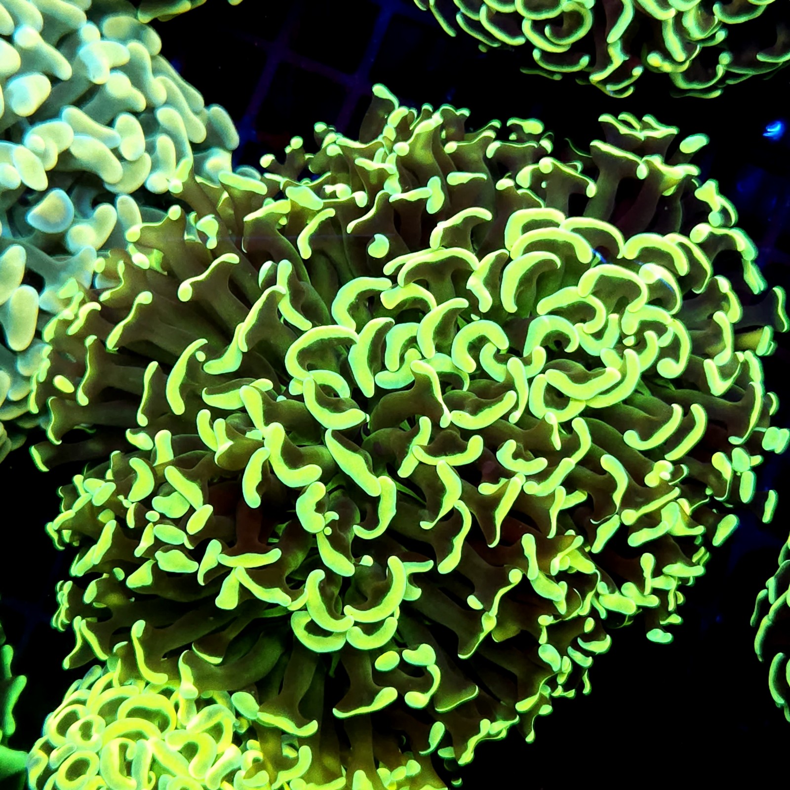 CC221 - Euphyllia paraancora