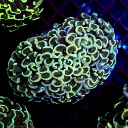 CC222 - Euphyllia paraancora