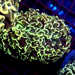 CC223 - Euphyllia paraancora