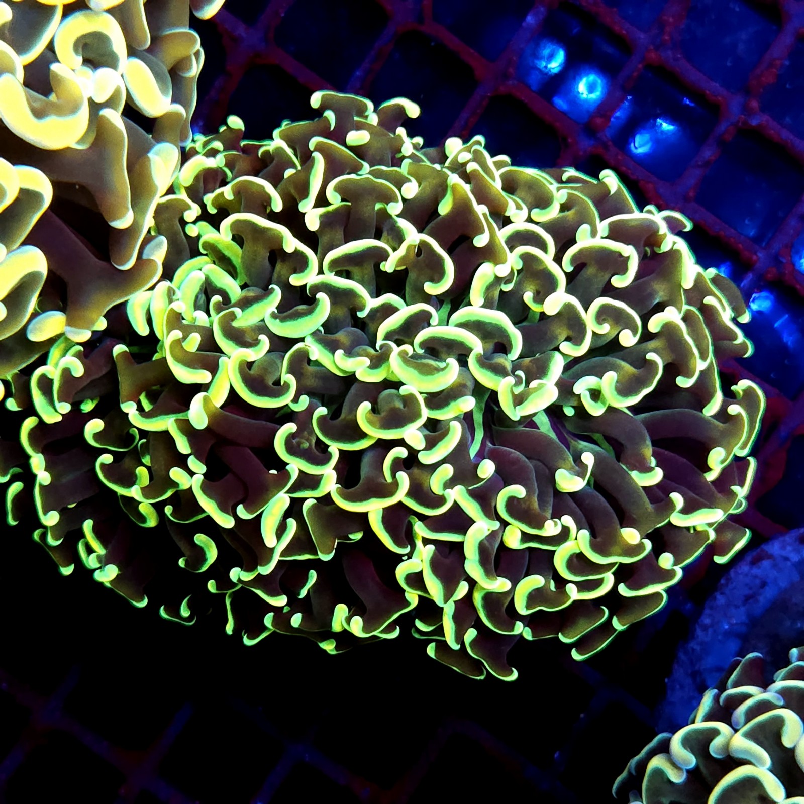 CC223 - Euphyllia paraancora