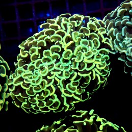 CC224 - Euphyllia paraancora