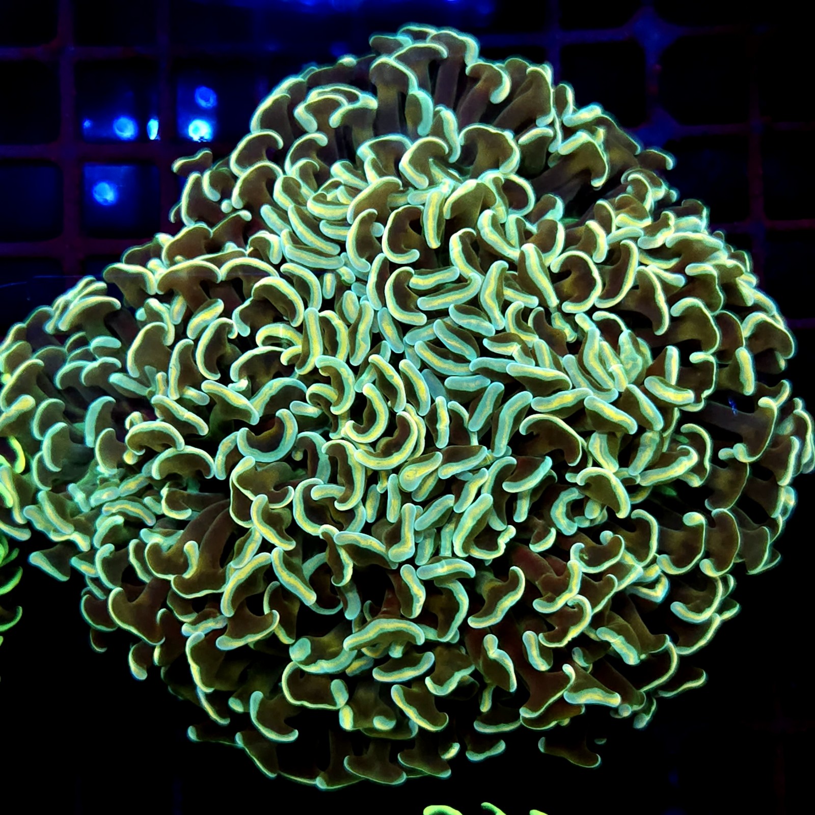 CC225 - Euphyllia paraancora