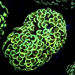 CC226 - Euphyllia paraancora