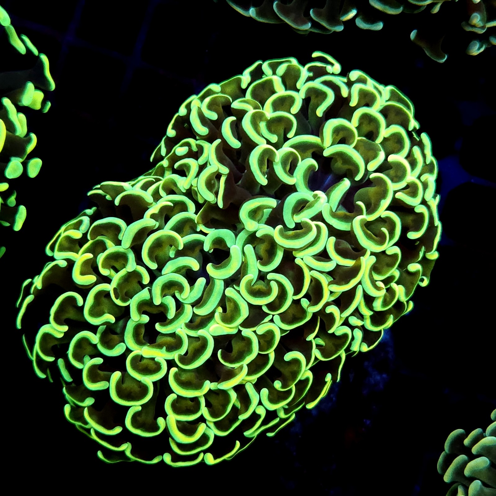 CC226 - Euphyllia paraancora