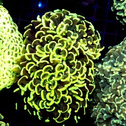 CC227 - Euphyllia paraancora