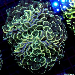 CC229 - Euphyllia paraancora