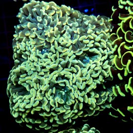 CC233 - Euphyllia paraancora