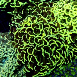 CC234 - Euphyllia paraancora