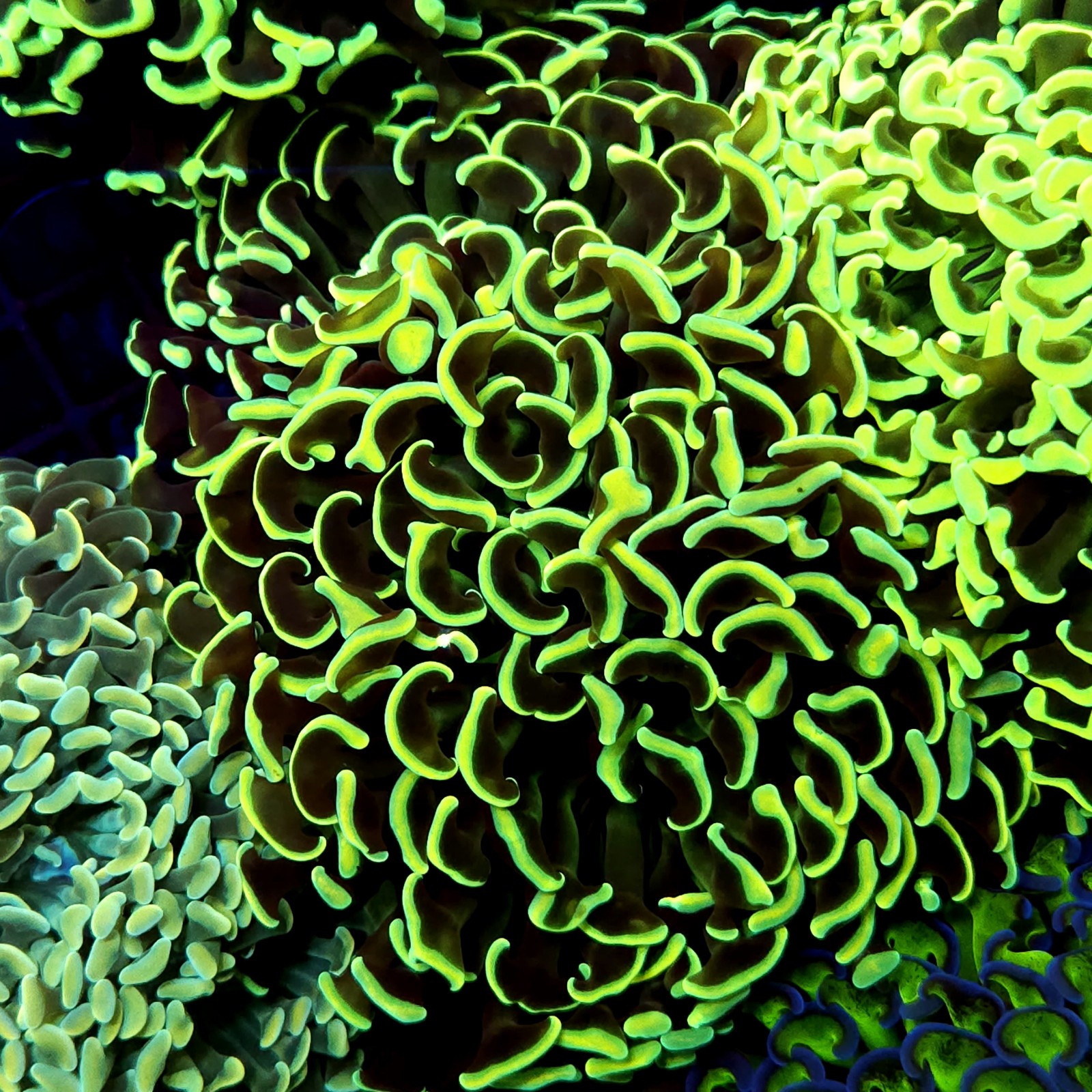 CC234 - Euphyllia paraancora