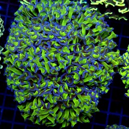 CC235 - Euphyllia paraancora