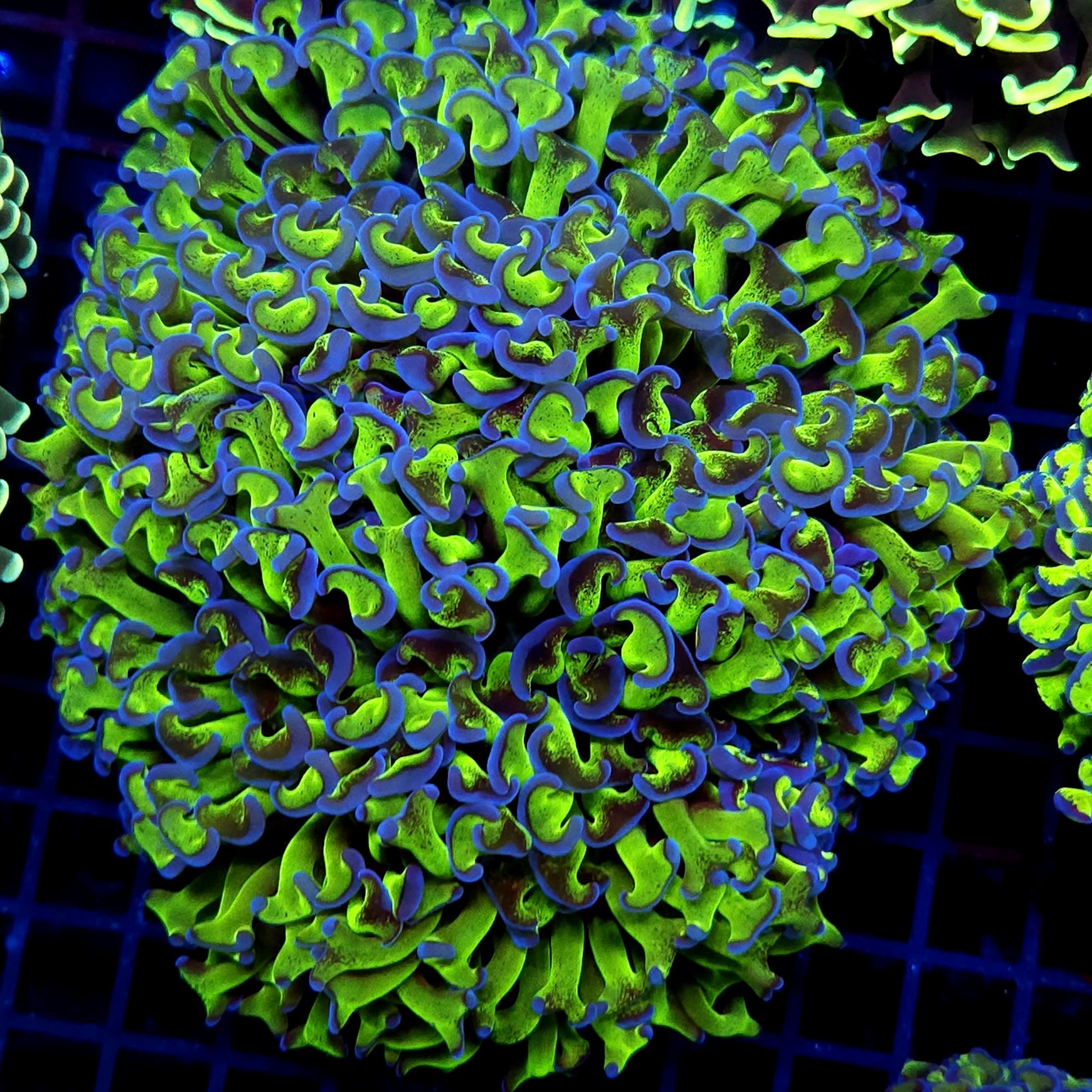 CC235 - Euphyllia paraancora
