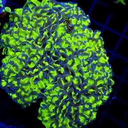 CC236 - Euphyllia paraancora