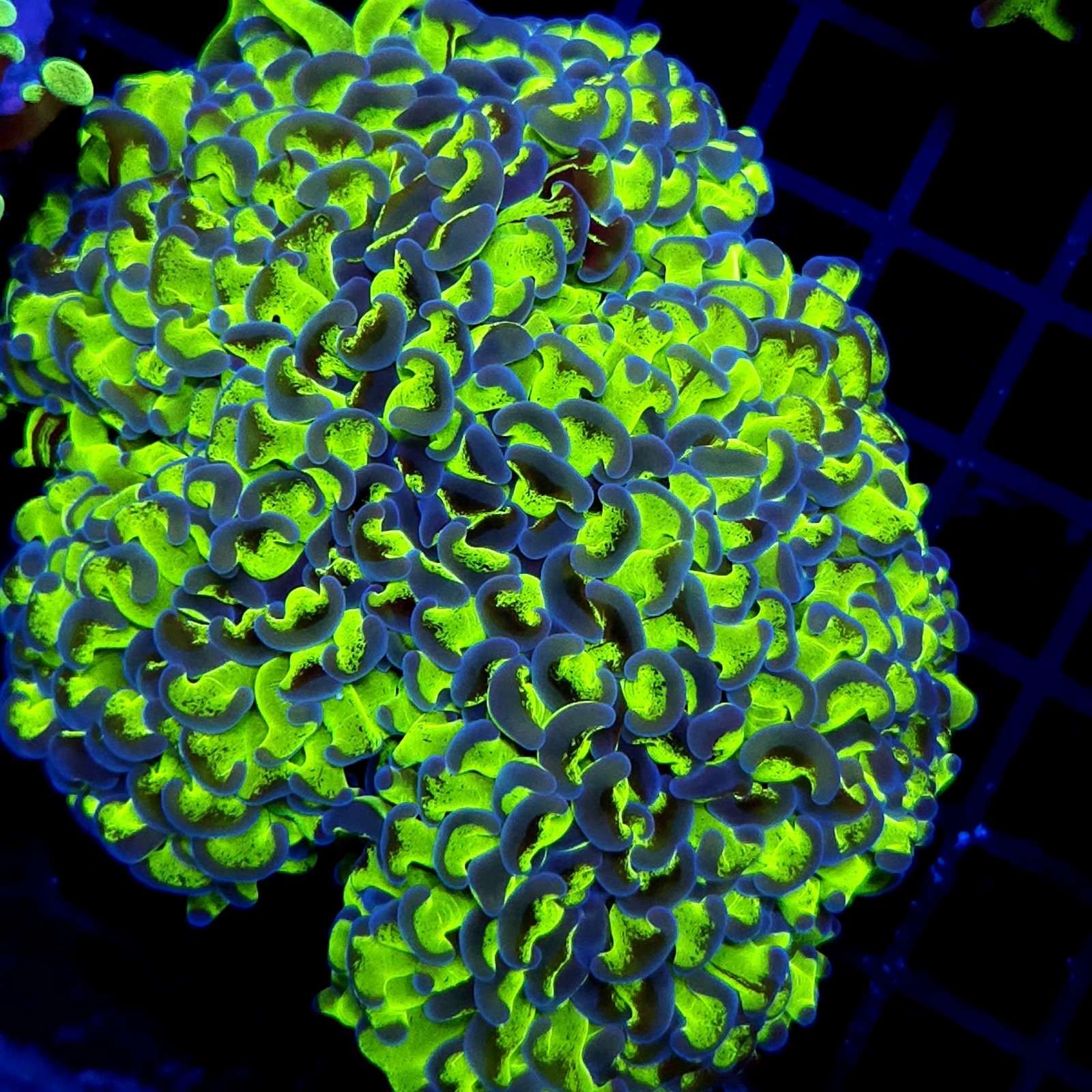CC236 - Euphyllia paraancora