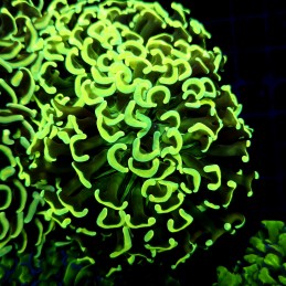 CC237 - Euphyllia paraancora