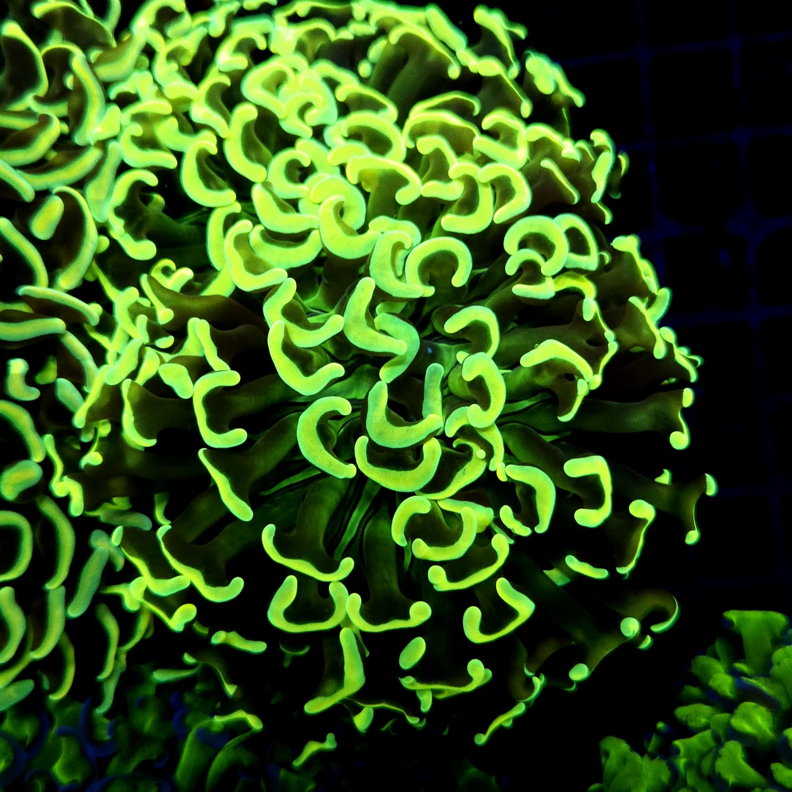 CC237 - Euphyllia paraancora