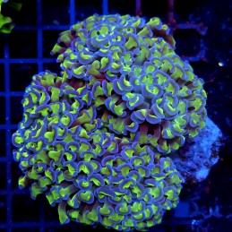 CC238 - Euphyllia paraancora
