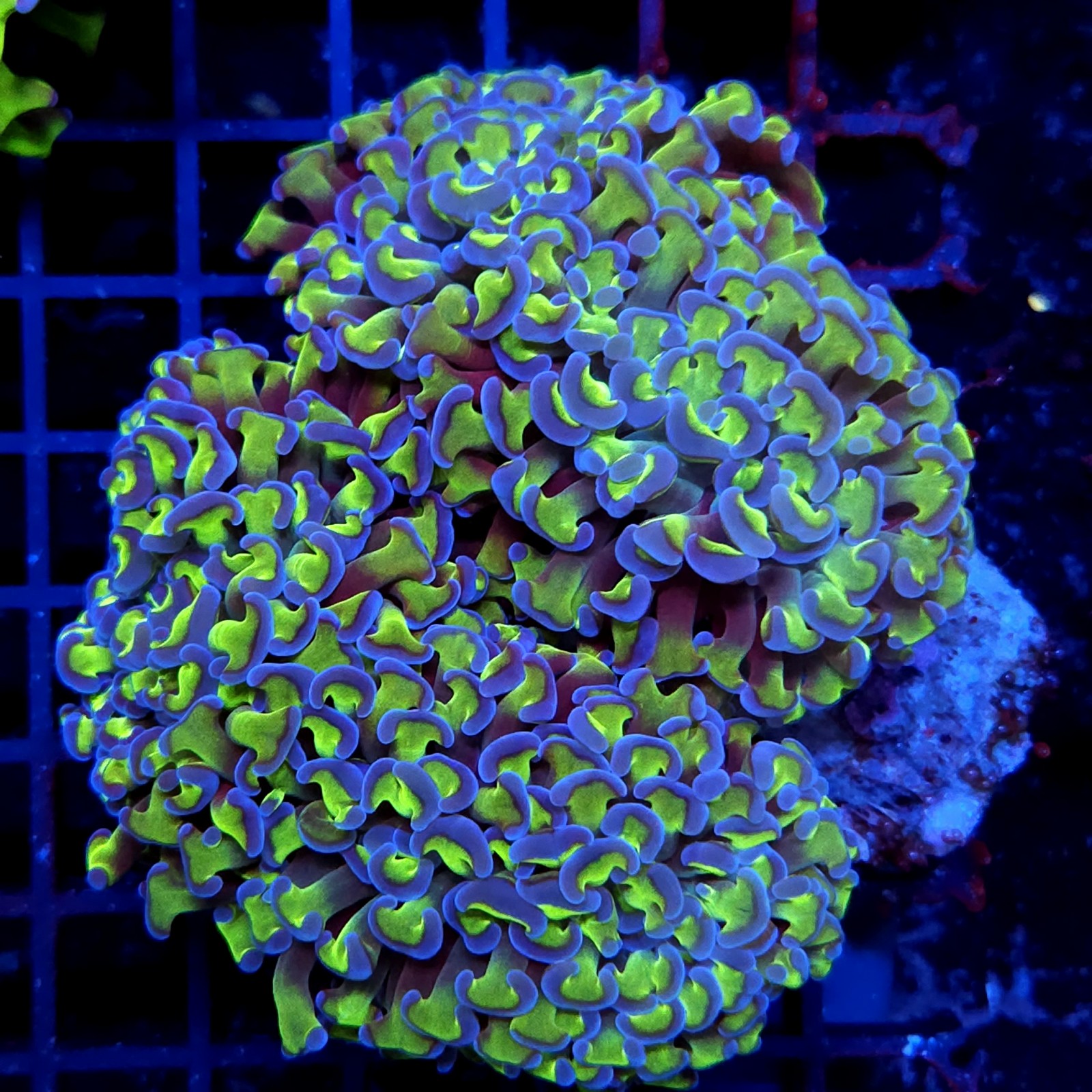 CC238 - Euphyllia paraancora